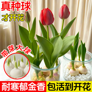 郁金香种球耐寒冬季水培土培四季绿植花卉室内盆栽苗四季鲜花好养