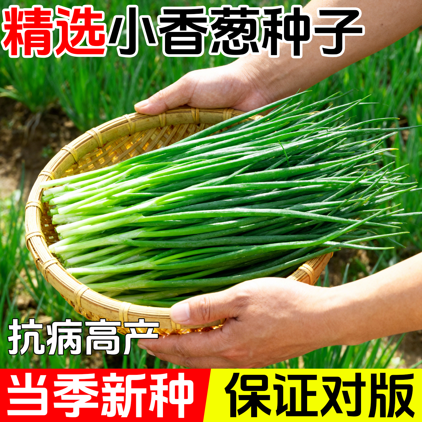 四季小香葱种子正宗老品种葱种籽