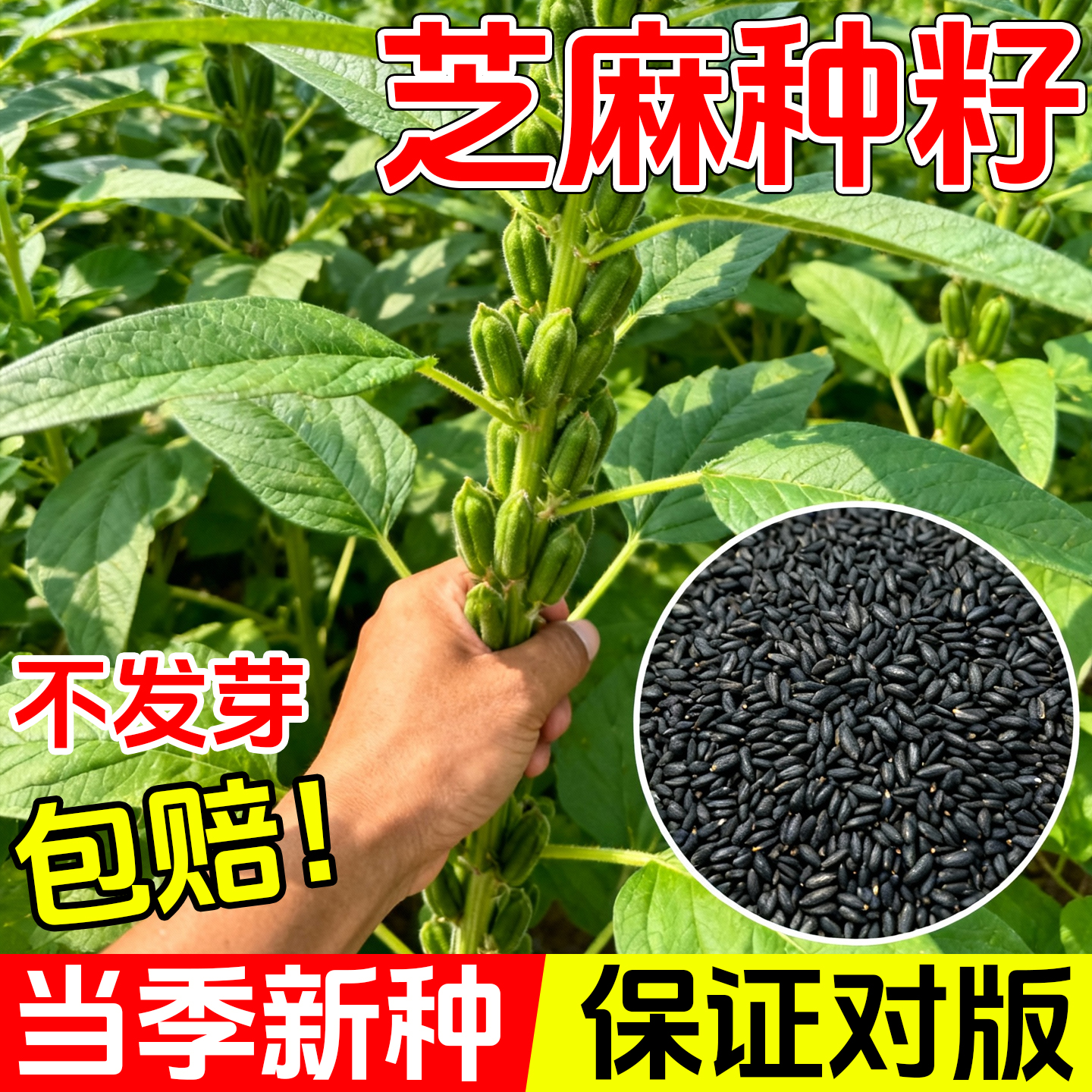 高产黑芝麻种子白芝麻种籽孑农家
