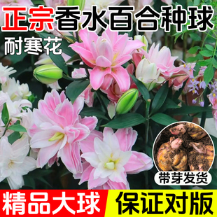 进口重瓣香水百合花种球盆栽香雪兰花卉绿植物四季 播种开花郁金香