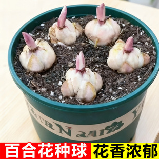 进口重瓣香水百合花种球盆栽香雪兰花卉绿植物四季 播种开花郁金香