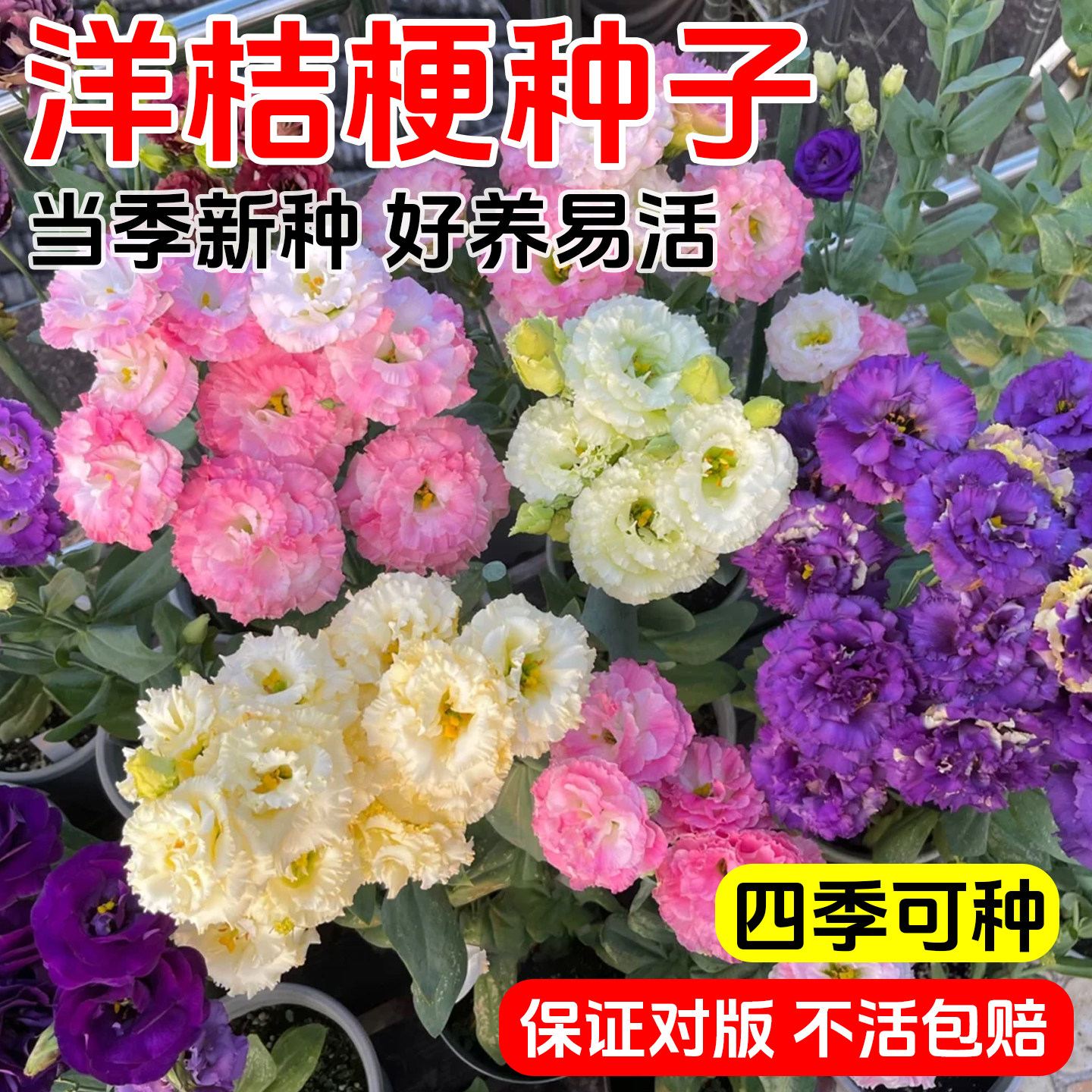 洋桔梗花种子太阳花重瓣四季播种