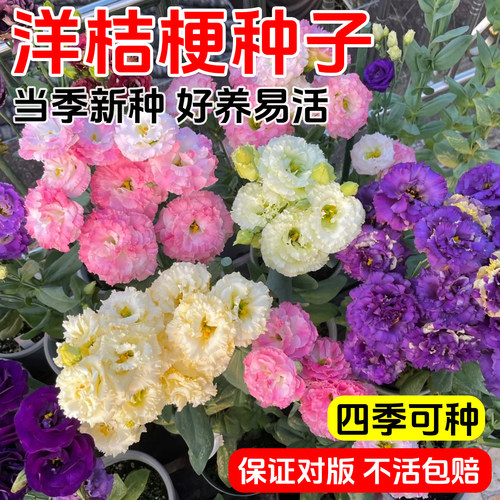 洋桔梗花种子太阳花重瓣四季播种