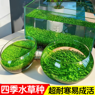 水草种子生态玻璃鱼缸小型乌龟缸金鱼植物真草籽造景桌面客厅家用