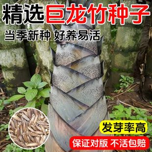 大型巨龙竹种子竹笋苗四季户外庭院园林种植可食用竹种籽新种优种