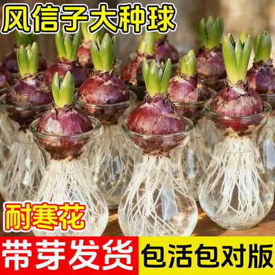 风信子种球水培套装荷兰进口四季