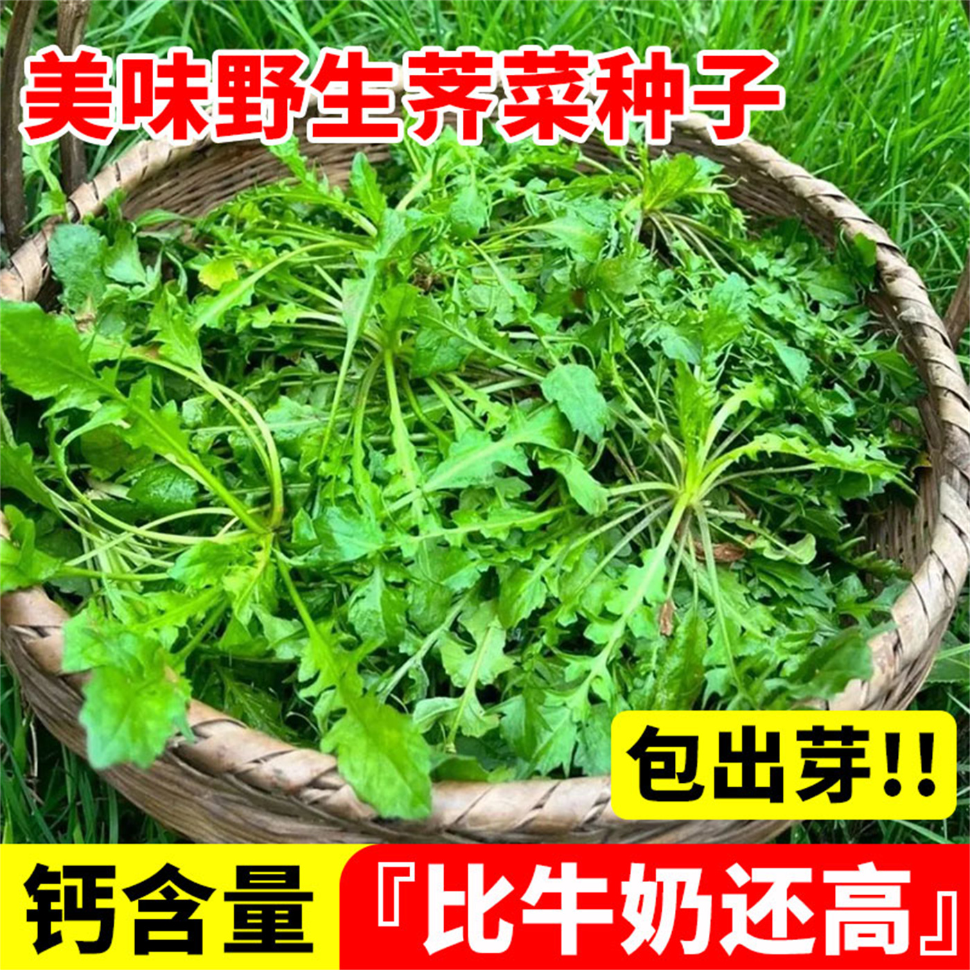 野生荠菜种子四季大叶籽