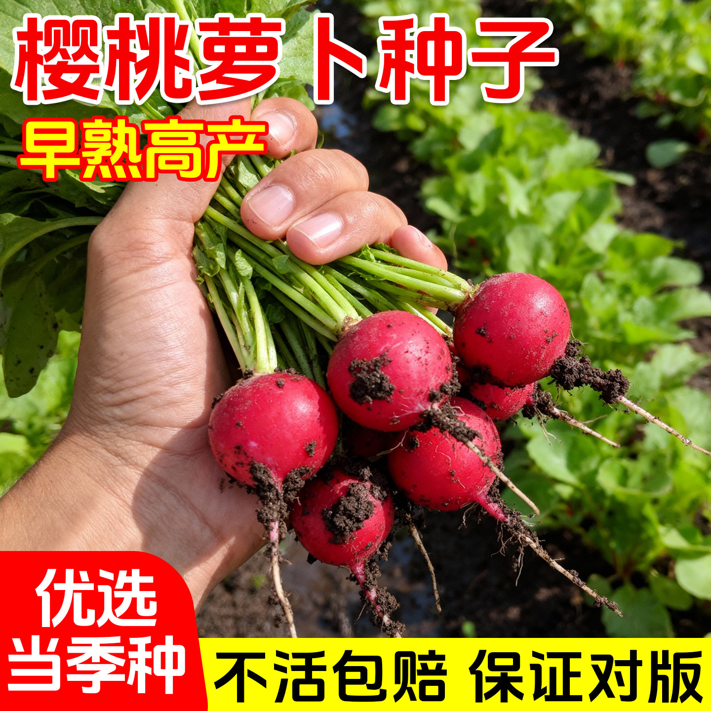 水果樱桃萝卜种籽大全四季阳台盆栽凤梨萝卜种子红白小萝卜种孑苗,鲜花速递/花卉仿真/绿植园艺,种苗/半成品盆栽,淘宝优惠券,粉丝福利购,淘宝优惠卷