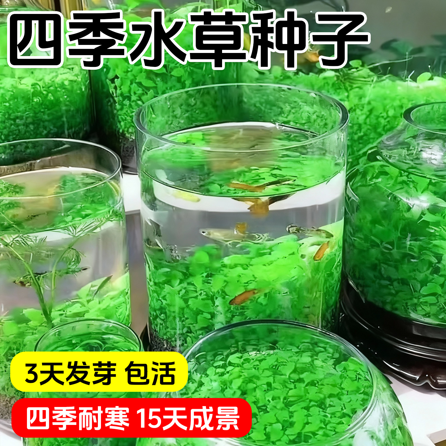 水草种子生态玻璃鱼缸小型乌龟缸