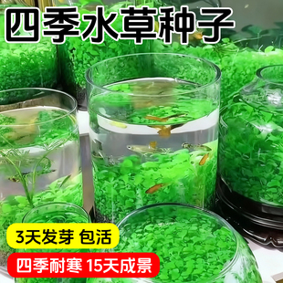 水草种子生态玻璃鱼缸小型乌龟缸金鱼植物真草籽造景桌面客厅家用
