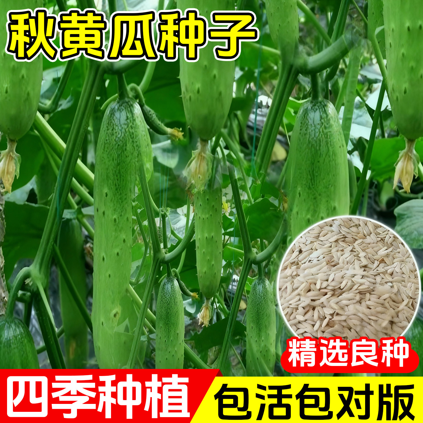 秋黄瓜种子唐山秋瓜阳台盆栽种植脆皮旱黄瓜水果夏季蔬菜籽种大全,鲜花速递/花卉仿真/绿植园艺,绿植,淘宝优惠券,粉丝福利购,淘宝优惠卷