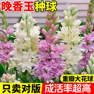重瓣晚香玉种球浓香型大花球根带花苞庭院花卉盆栽多年生夜来香