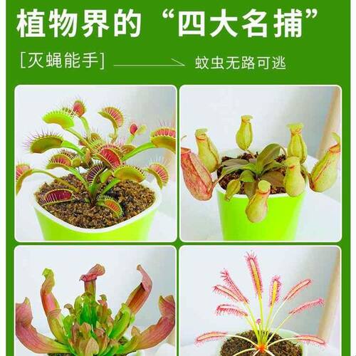 捕蝇草盆栽超大扑蝇草猪笼草茅膏菜食虫草捕虫草驱蚊室内桌面好养