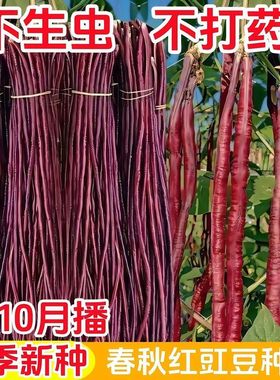 春秋红豆角种子紫色长豆角长豇豆高产耐热耐寒红色架豆角四季豆孑