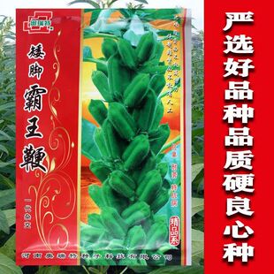 矮脚霸王鞭芝麻种子农家田园春季白芝麻种籽四季早熟高产蔬菜种孑