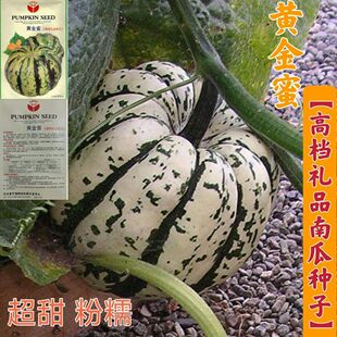黄金蜜南瓜种子超甜粉糯贝贝小南瓜子春季播种蔬菜种子板栗南瓜籽