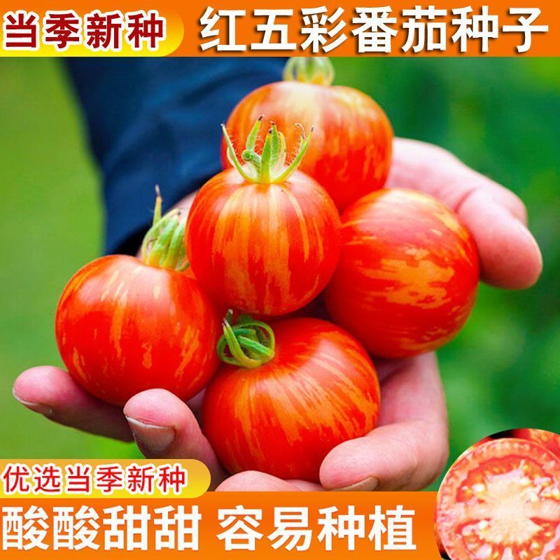 红五彩种子高产稳产花绣图片