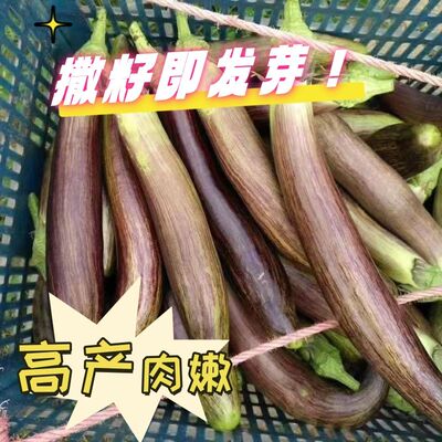 花仙子竹丝茄子种子高产