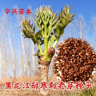刺龙芽种子南北方庭院盆栽园艺绿植刺老芽刺嫩芽野菜蔬菜籽