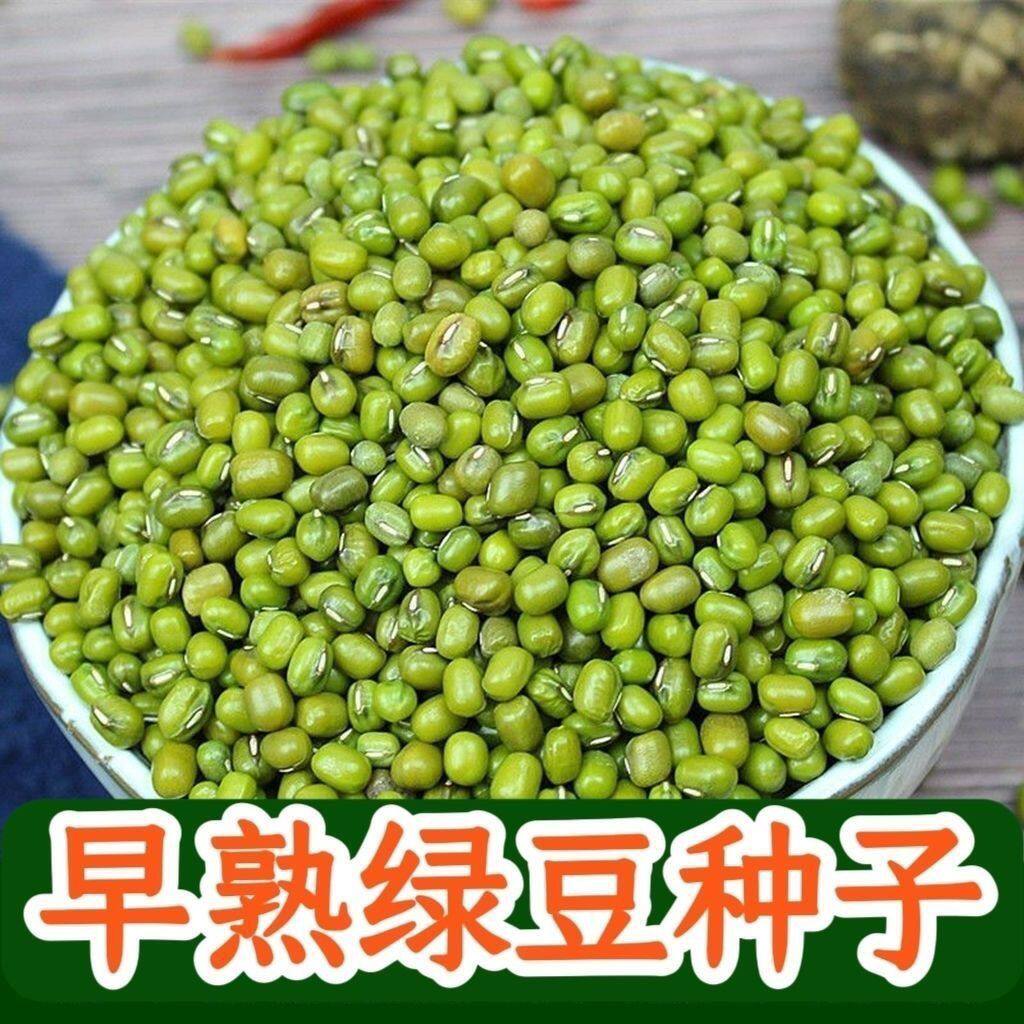 当季优质绿豆种子高产早熟营养丰富绿豆种籽非转基因五谷杂粮种子