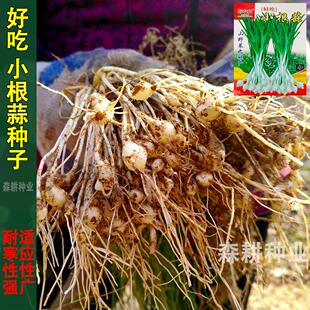 小根蒜种子野葱野蒜薤白种籽山蒜大脑瓜儿地方特色野菜野生蔬菜种