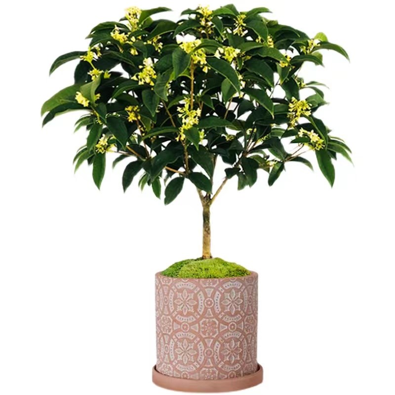 桂花树盆栽四季桂室内开花不断室外阳台庭院好养浓香型花卉月桂