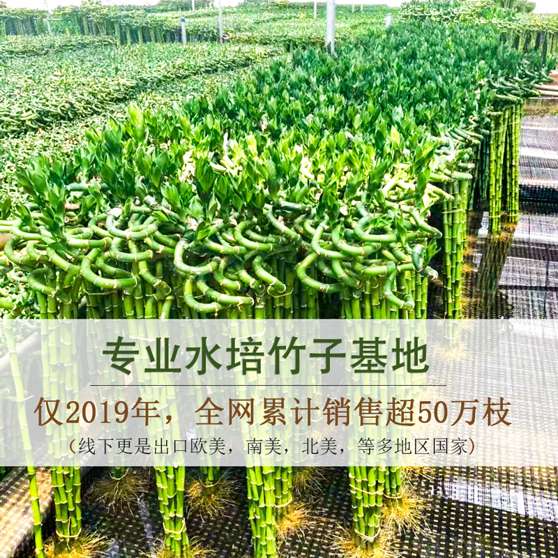 带根富贵竹水培植物转运竹水养客厅绿植观音竹子盆栽招财室内花卉