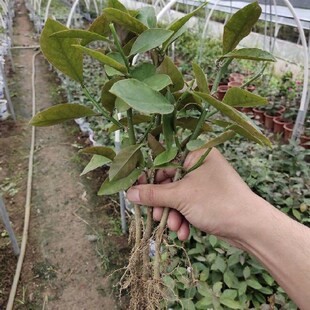叶仙苗带根麒麟叶盆栽绿植好养活原土不伤根可嫁接仙人掌蟹爪兰仙