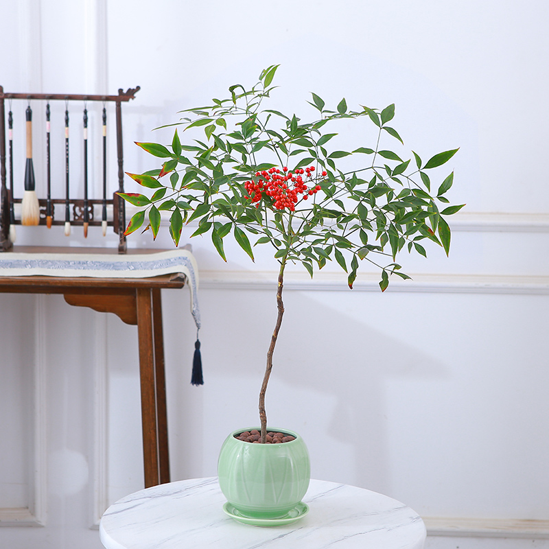 南天竹盆栽水培绿植老桩盆景客厅室内阳台耐寒耐旱四季好养植物