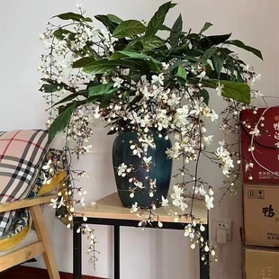 垂丝茉莉盆栽带花苞进口绿植室内花卉四季开花垂钓植物好养大苗