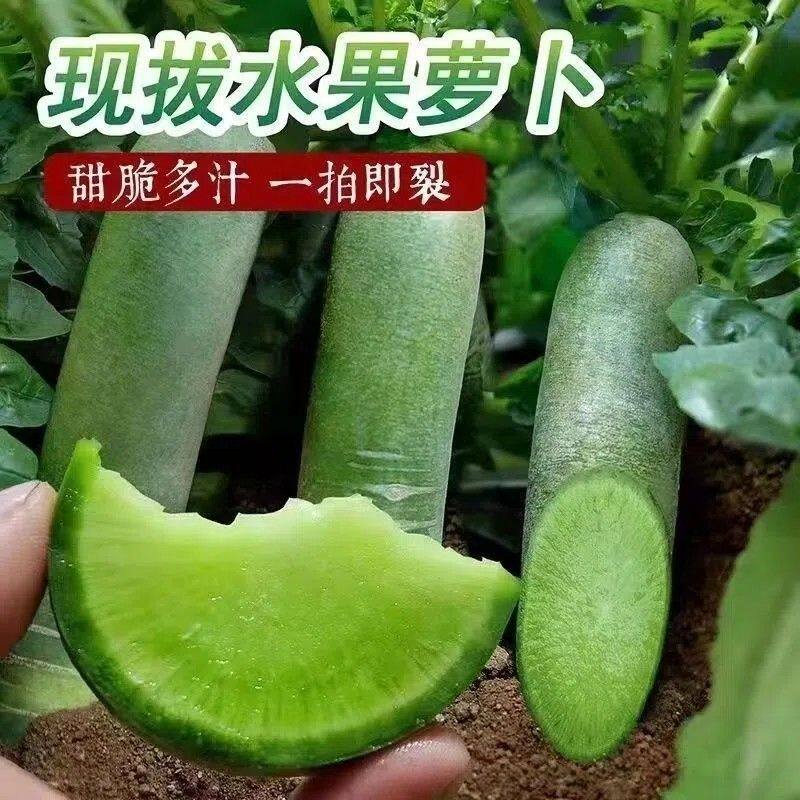 速发潍坊水果萝卜甜脆正宗萝卜新鲜9斤型潍县沙地青冰淇淋凤梨绿