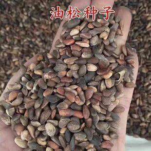 油松种子松树种子 短叶马尾松种子雪松红皮松东北黑松 油松树籽