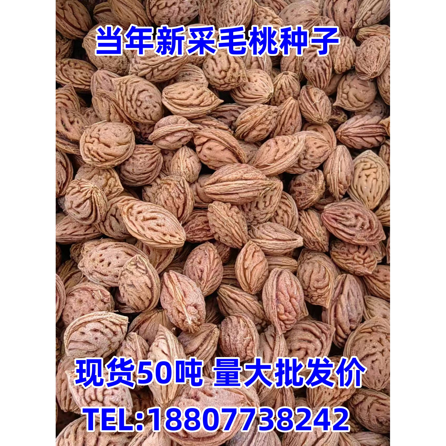 野生山毛桃种子嫁接桃李梅砧木