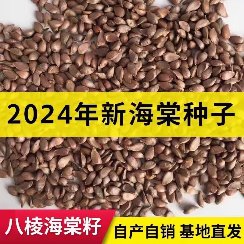 正宗新鲜海棠种子批发包邮