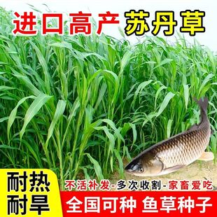 进口苏丹草种子养鱼草种籽高产牧草种子猪牛羊喂鱼草种子四季常青