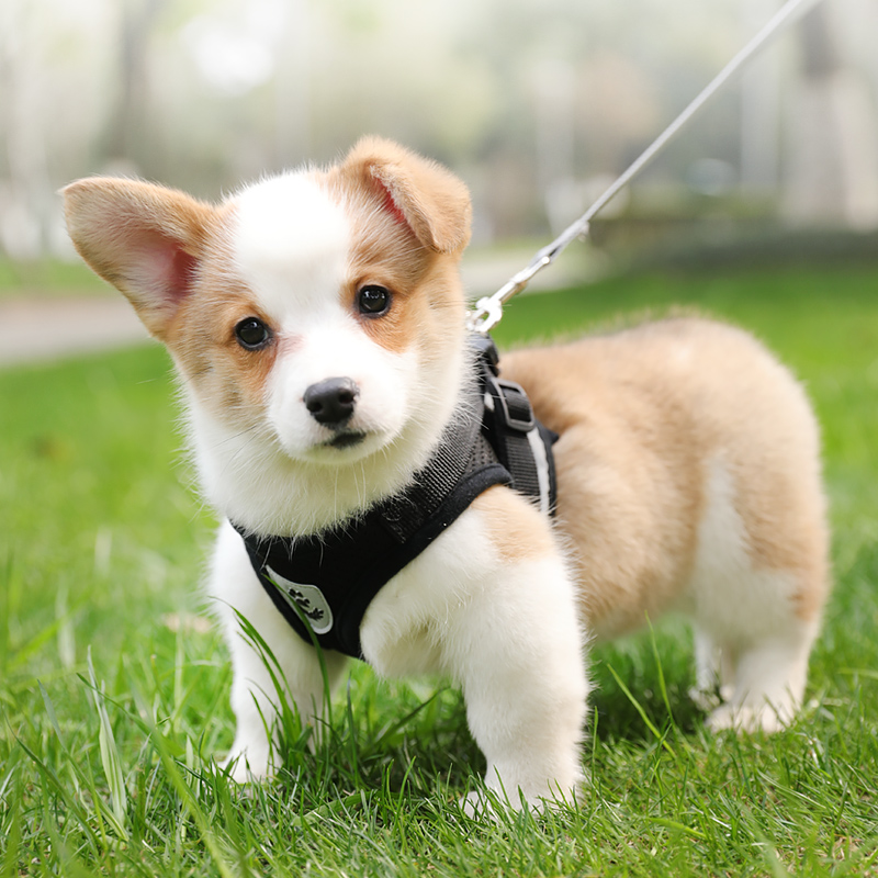 狗狗牵引绳大中小型犬背心式胸背带狗链绳子宠物遛狗泰迪猫咪用品