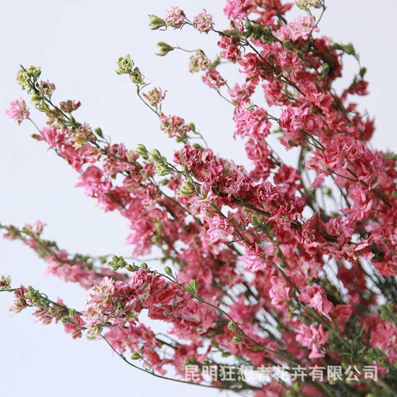新款直销狂想者千鸟飞燕干花源头工厂干花戛纳飞燕草花束手工DIY