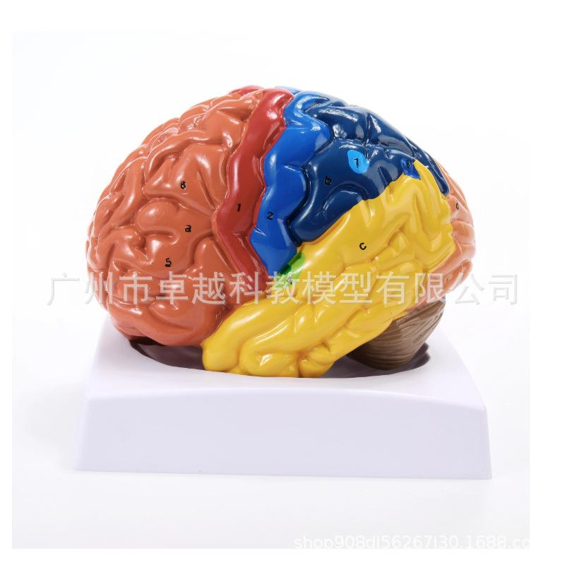 新款直销人体脑功能区域色分模型人体大脑解剖模型人脑动脉构造脑