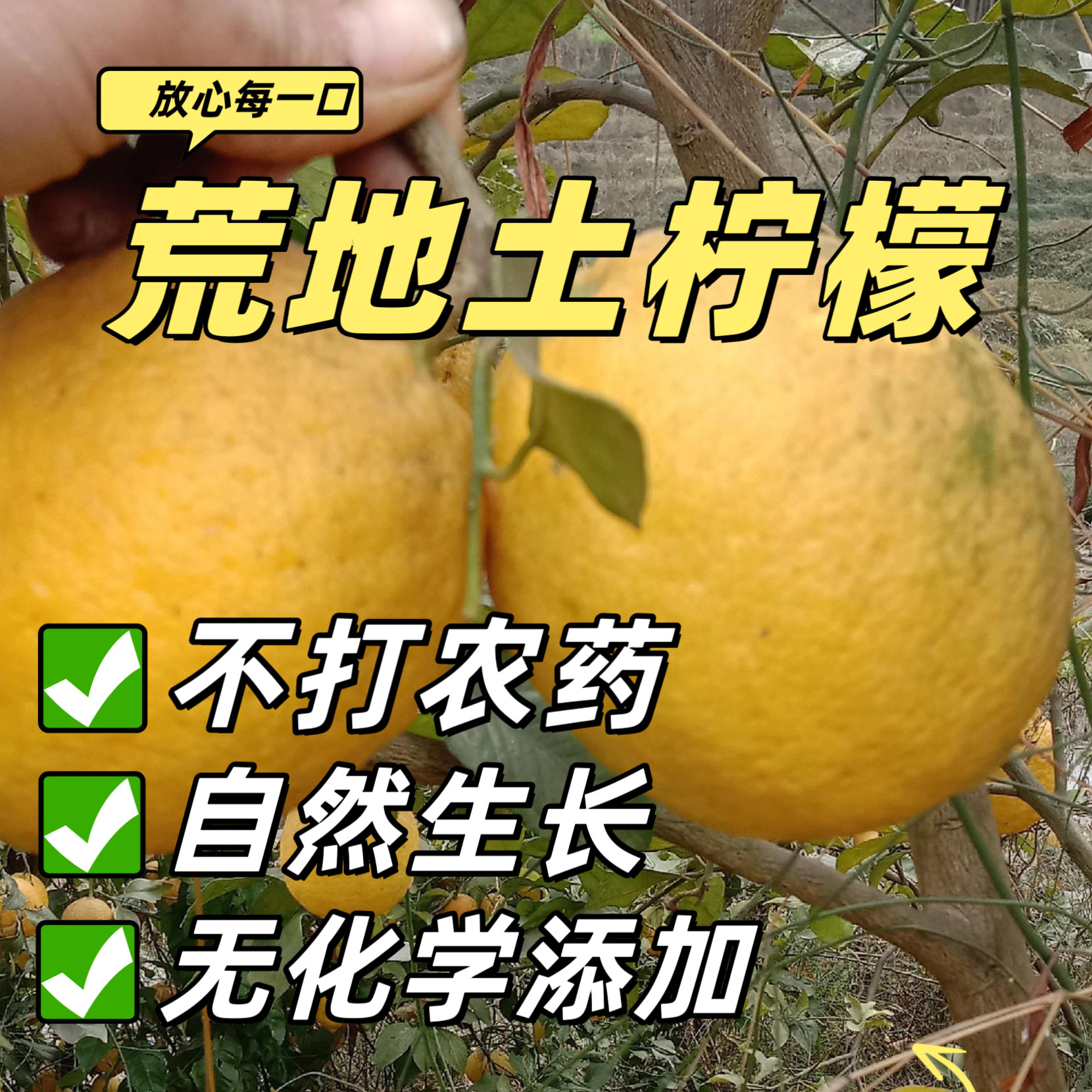 【天然黄柠檬小果】原生态安岳黄柠檬丑果0农药自然生长多汁水果