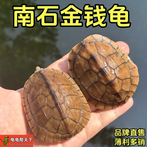 龟龟爬天下南石金钱龟宠物龟