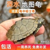 地图宠物龟活体观赏鱼缸深水龟密西西比天使眼地图黑瘤小乌龟活物