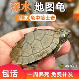龟龟爬天下地图活体龟深水吃粪龟