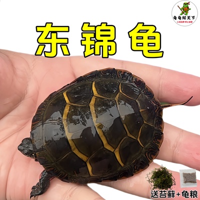 龟龟爬天下东锦龟观赏宠物水龟