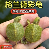 格兰德网红七彩龟苗小龟五彩油彩巴西龟活体水乌龟斑彩观赏宠物龟