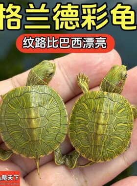 龟龟爬天下格兰德彩龟纹路漂亮
