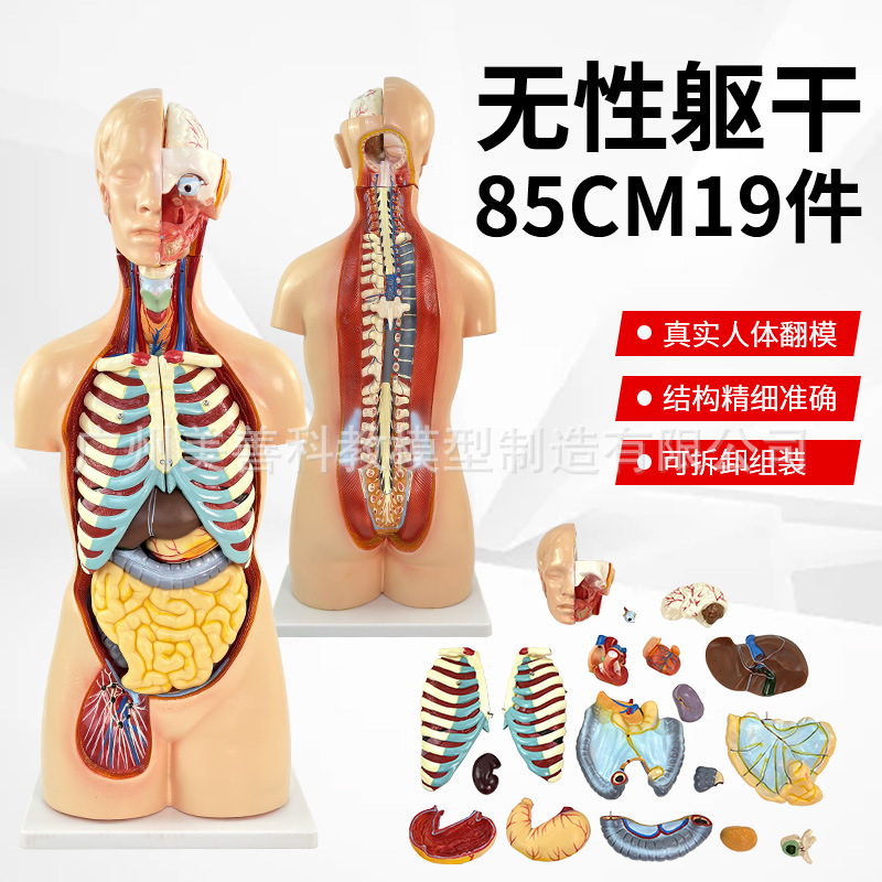 85CM人体器官系统解剖模型 医学 解剖 无性躯干内脏器官结构19件