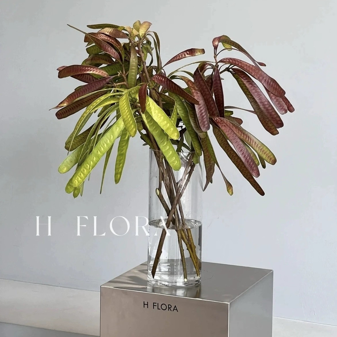 【扁豆花】鲜花云南基地直发花期超长可做干花家庭水养鲜切花花材