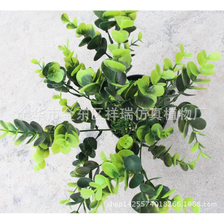 仿真树叶植物草迷你把束盆栽金钱草优加利豆瓣草落地摆放绿植直销