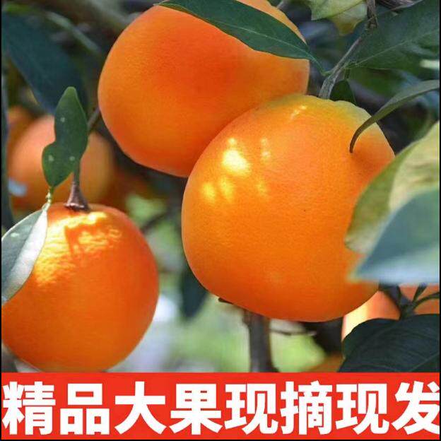 正宗赣南脐橙产地直发新鲜时令果冻甜橙自家果园江西水果橙子礼盒