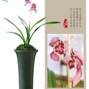 凤舞九天浓香花卉盆景盆栽土绿植带草植物花苞名 厂家建兰兰花四季